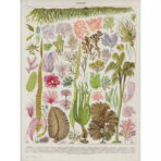poster vintage di alghe marine
