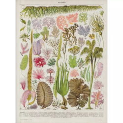 poster vintage di alghe marine