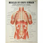poster anatomia vecchi muscoli vintage