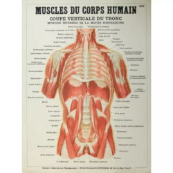poster anatomia vecchi muscoli vintage