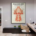poster anatomia vecchi muscoli vintage