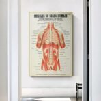 poster anatomia vecchi muscoli vintage