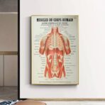 poster anatomia vecchi muscoli vintage