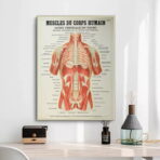 poster anatomia vecchi muscoli vintage