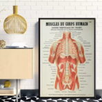 poster anatomia vecchi muscoli vintage