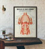 poster anatomia vecchi muscoli vintage