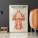 poster anatomia vecchi muscoli vintage