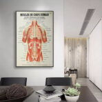 poster anatomia vecchi muscoli vintage