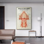 poster anatomia vecchi muscoli vintage