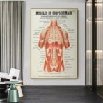 poster anatomia vecchi muscoli vintage