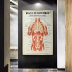 poster anatomia vecchi muscoli vintage