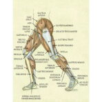 poster vintage di anatomia delle gambe