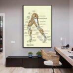 poster vintage di anatomia delle gambe
