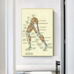 poster vintage di anatomia delle gambe