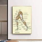 poster vintage di anatomia delle gambe