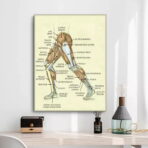poster vintage di anatomia delle gambe