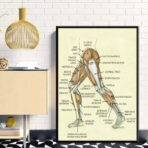 poster vintage di anatomia delle gambe