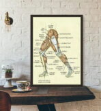 poster vintage di anatomia delle gambe