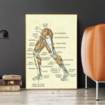 poster vintage di anatomia delle gambe