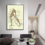poster vintage di anatomia delle gambe