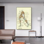 poster vintage di anatomia delle gambe