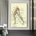 poster vintage di anatomia delle gambe