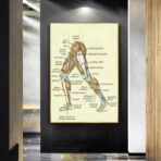 poster vintage di anatomia delle gambe