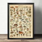 poster vintage con funghi