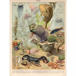 poster animali marini oceano vintage