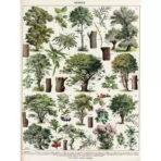 poster albero vintage