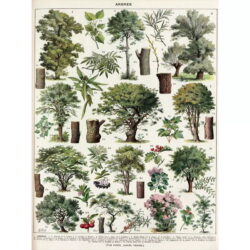 poster albero vintage