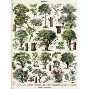 poster albero vintage