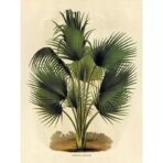 palma poster botanico vintage