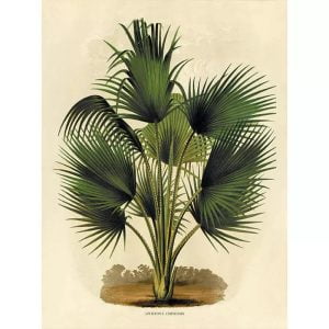 palma poster botanico vintage