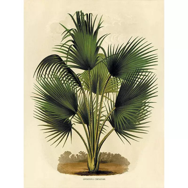 palma poster botanico vintage palma poster botanico vintage