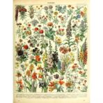poster botanico vintage