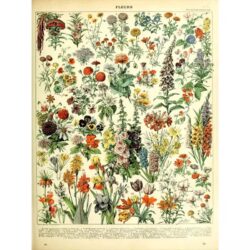 poster botanico vintage