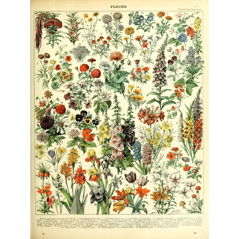 poster botanico vintage poster botanico vintage