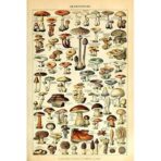 poster vintage con funghi