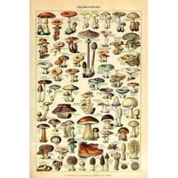 poster vintage con funghi