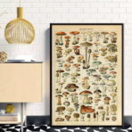 poster vintage con funghi 1