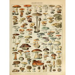 poster vintage con funghi 1
