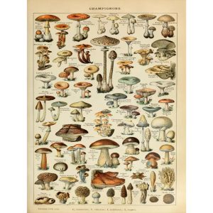 poster vintage con funghi 1
