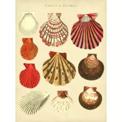poster conchiglia vintage
