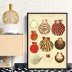 poster conchiglia vintage