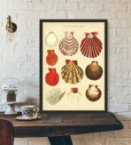 poster conchiglia vintage