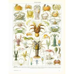 manifesto di crostacei