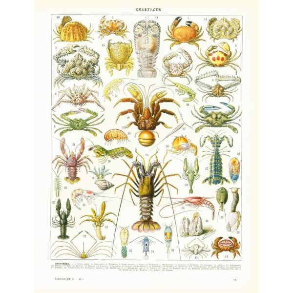 manifesto di crostacei manifesto di crostacei