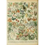 poster di fiori di campo