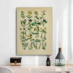 poster erbario vintage